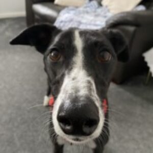 Profile photo of Alyson